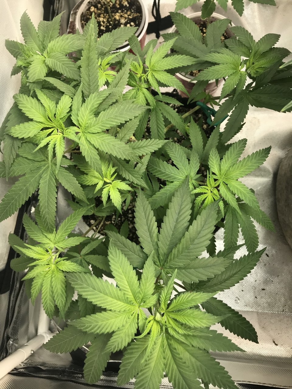 Purple Bagseed clone