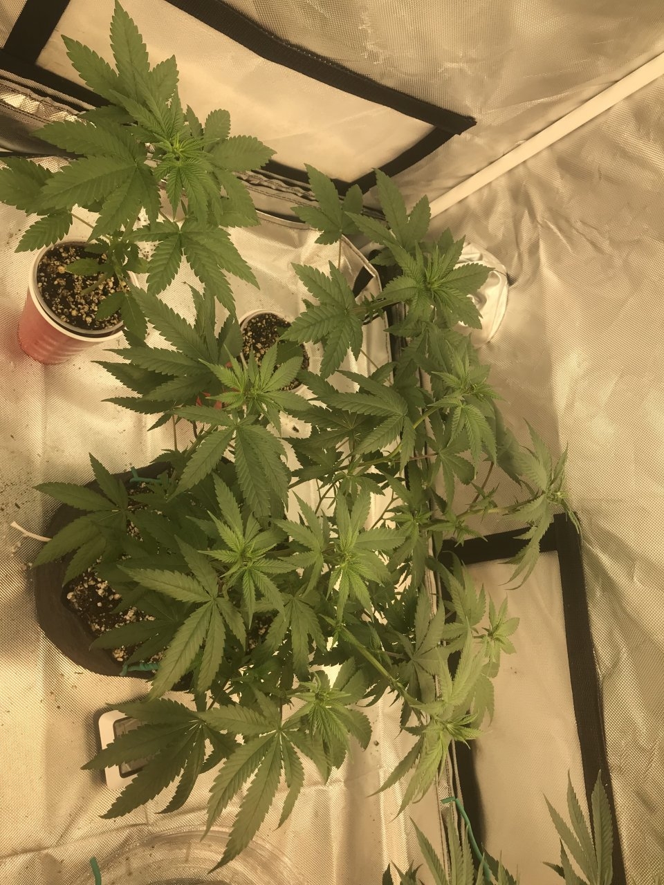 Purple Bagseed clone