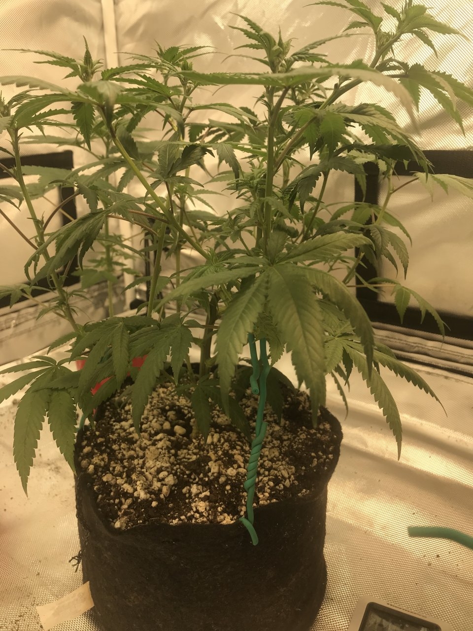 Purple Bagseed clone