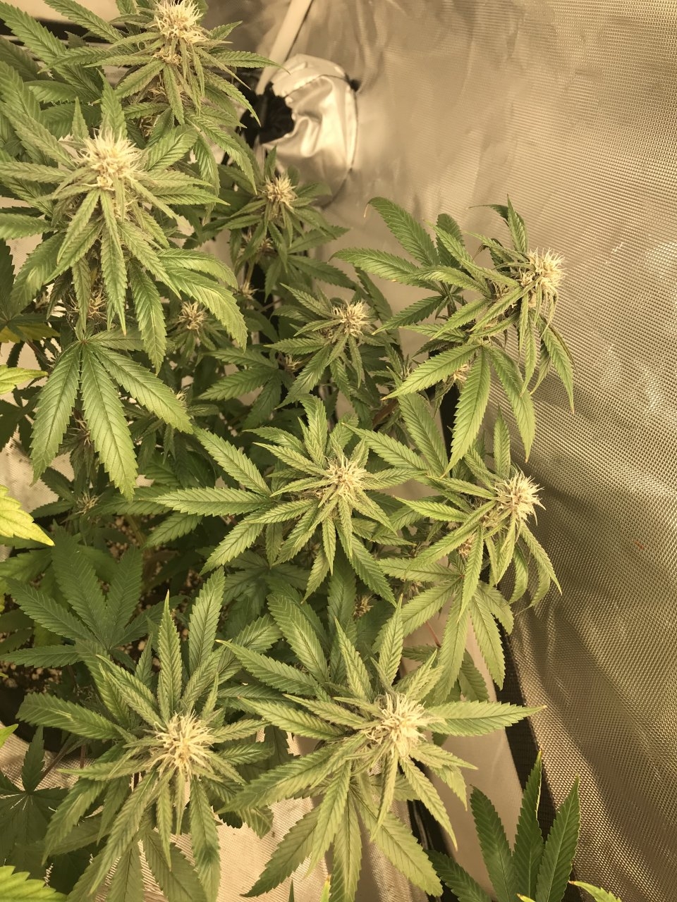 Purple Bagseed clone