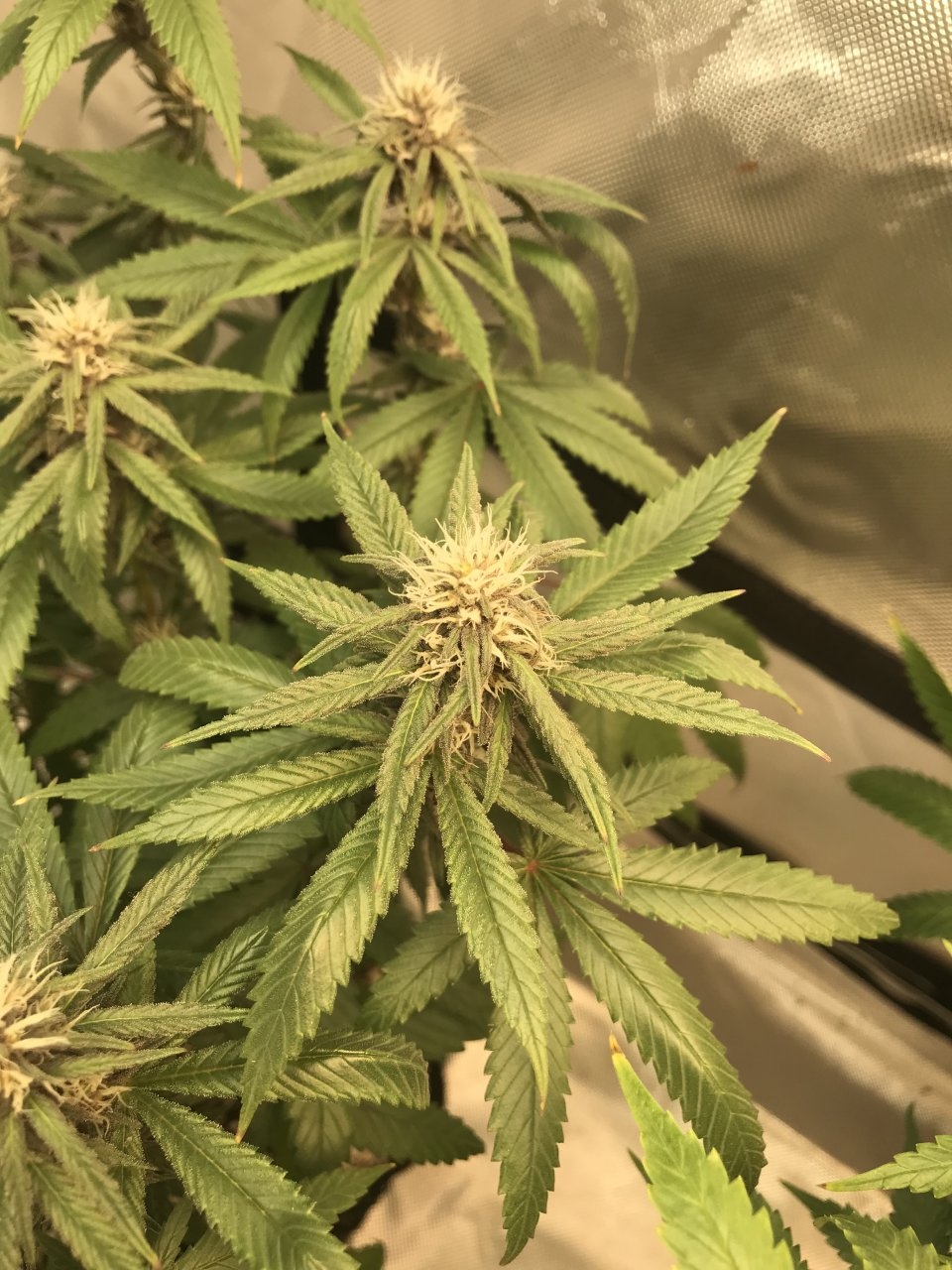 Purple Bagseed clone