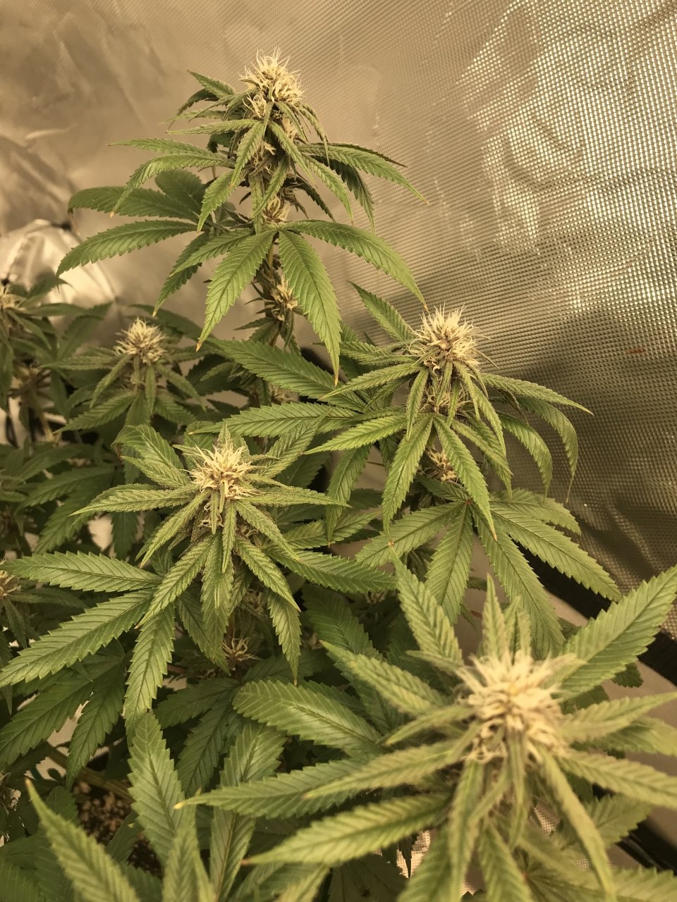 Purple Bagseed clone