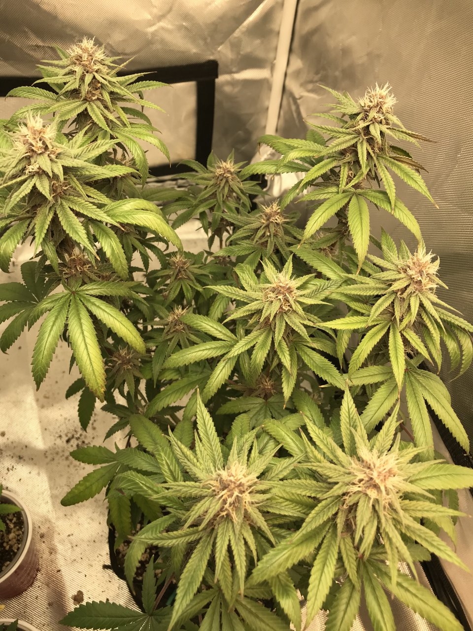 Purple Bagseed clone