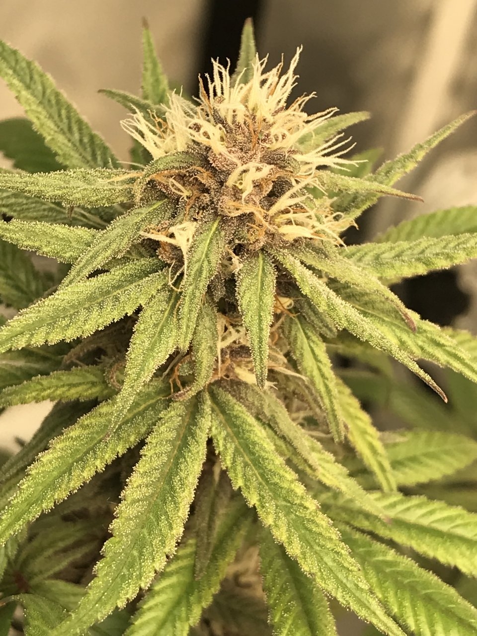 Purple Bagseed clone