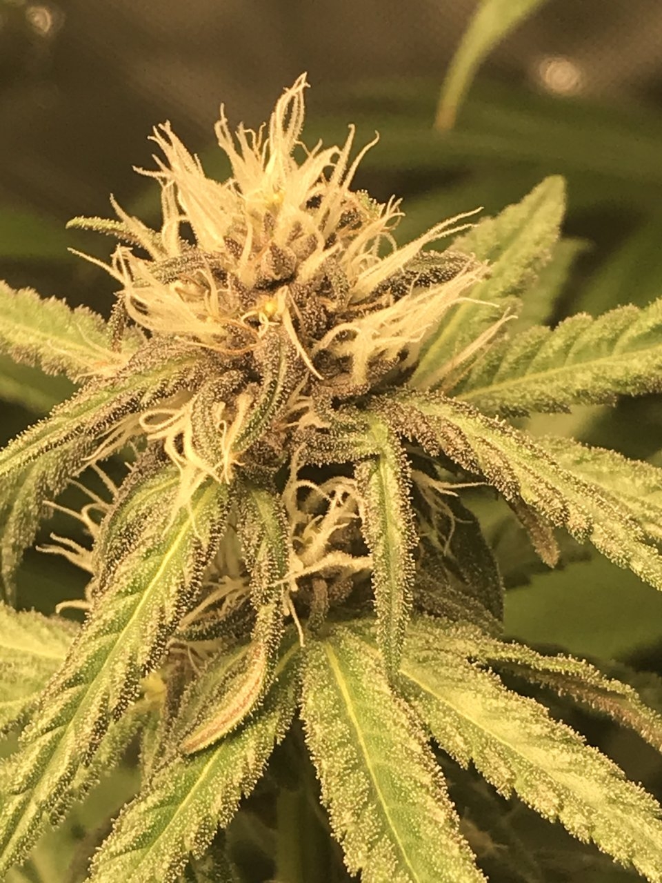 Purple Bagseed