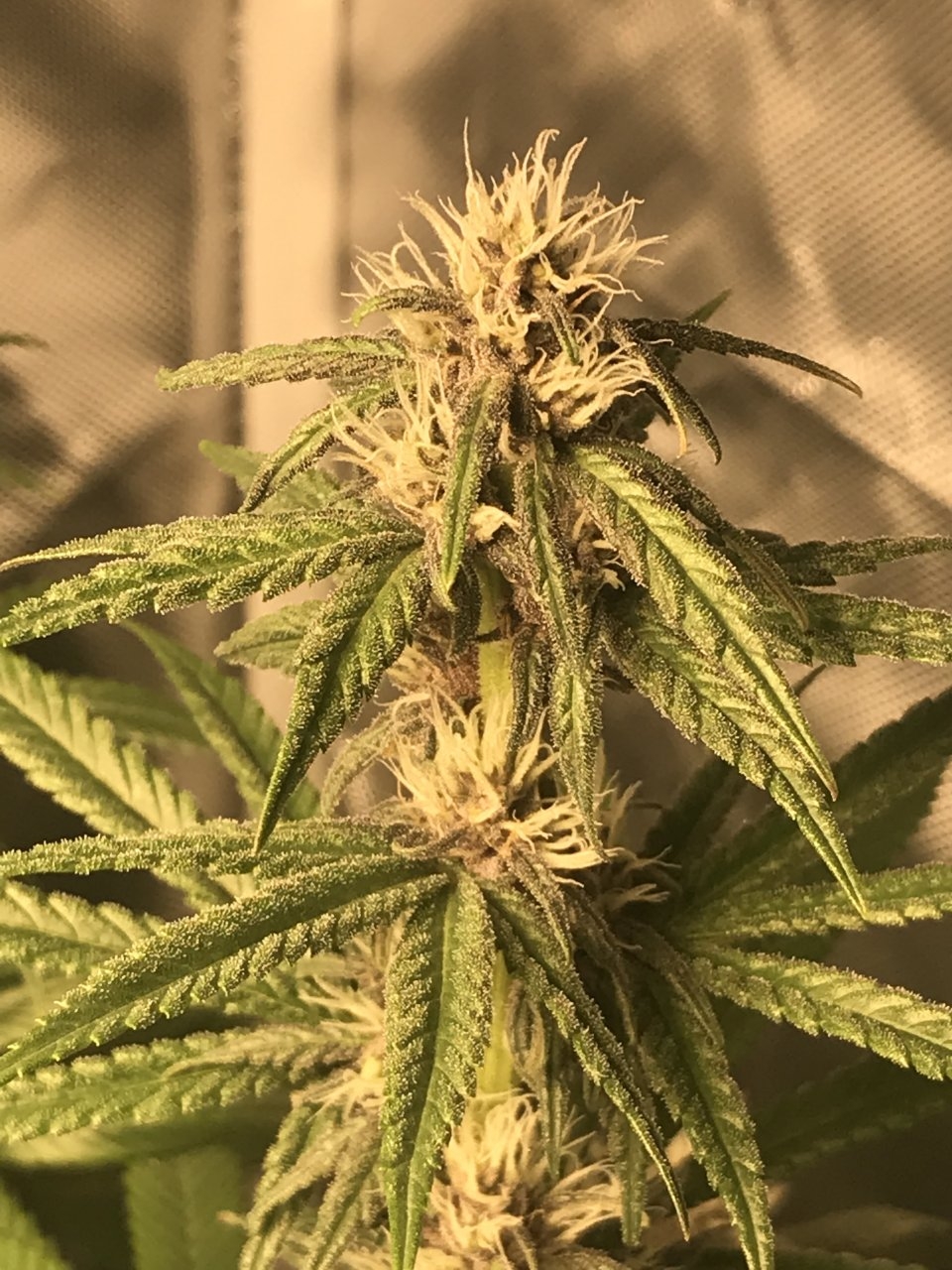 Purple Bagseed