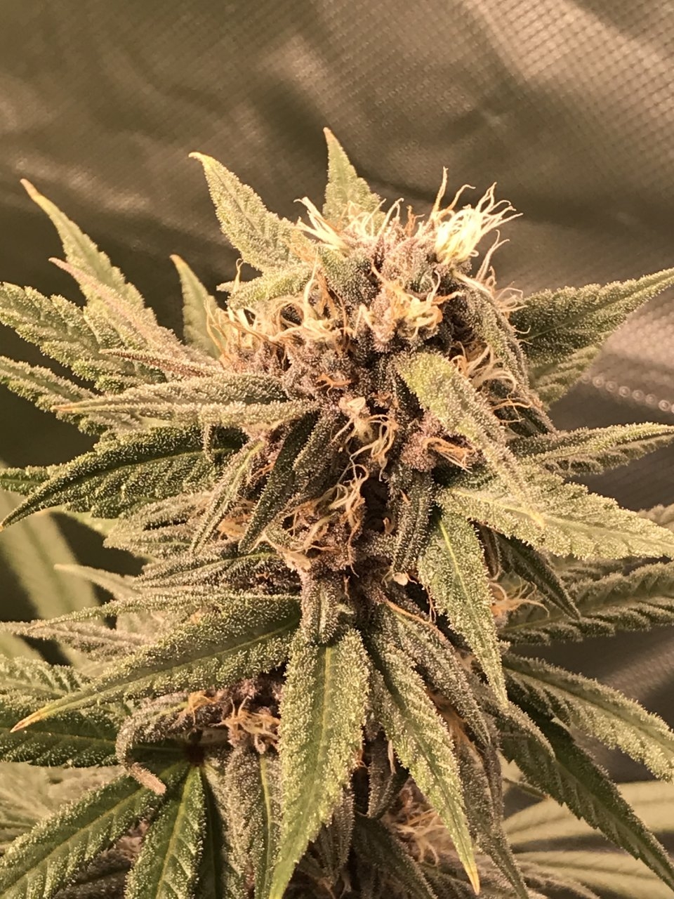 Purple Bagseed