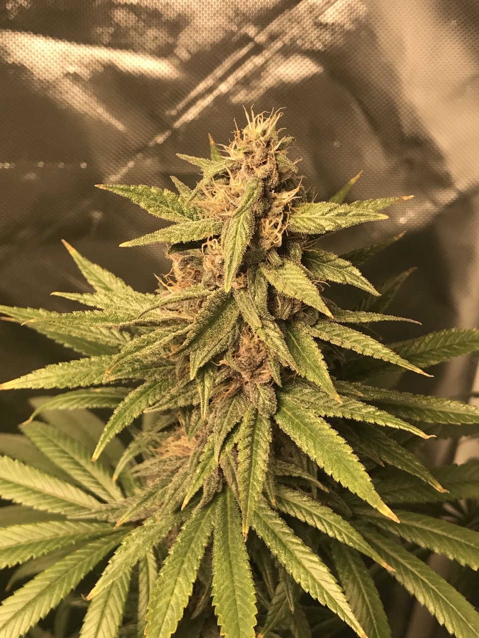 Purple Bagseed