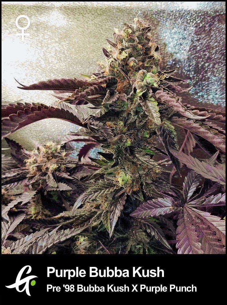 Purple-Bubba-Kush-Greenpoint-Seeds.jpg