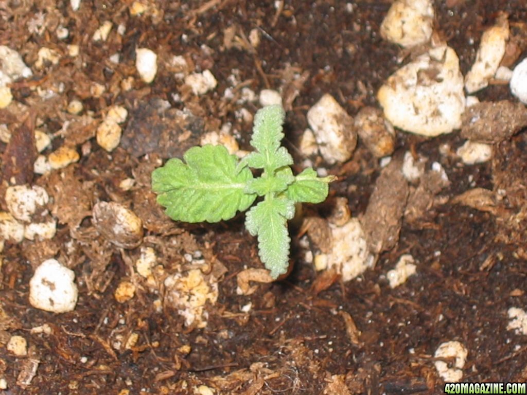 purple bubba kush