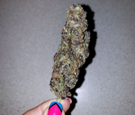 purple-bud-dense-grown-under-viparspectra-leds-sm.jpg