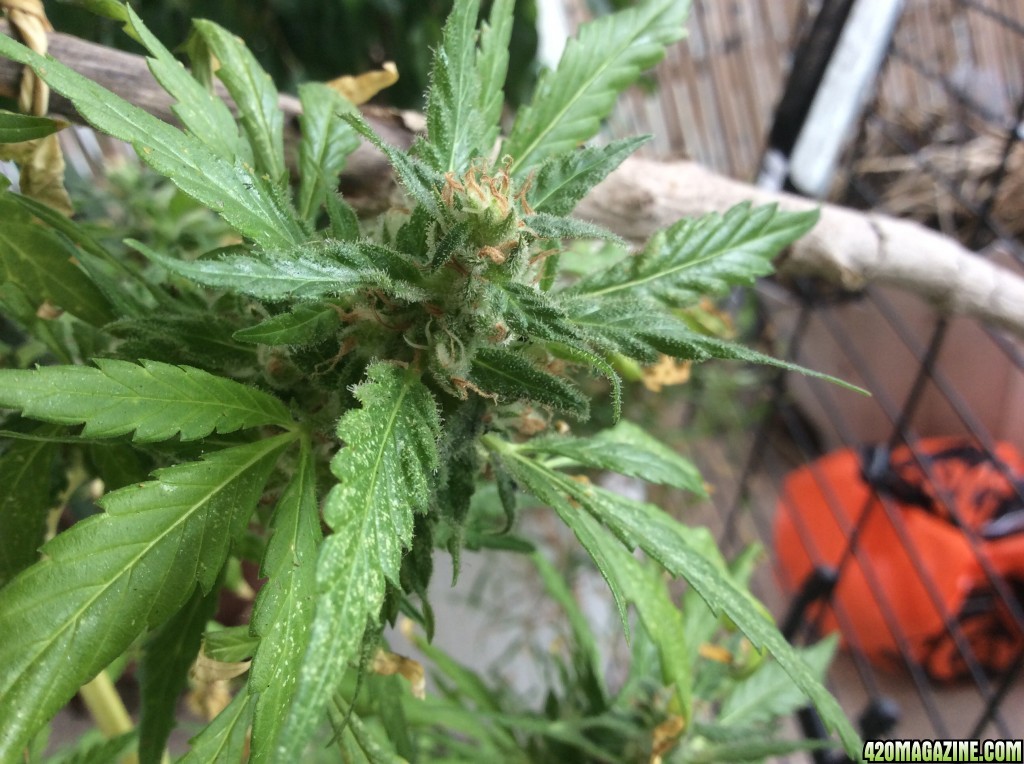 Purple bud feminized outdoor full organic grow