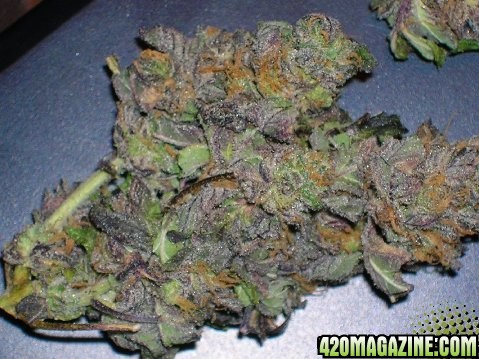 purple bud