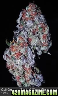 purple buds