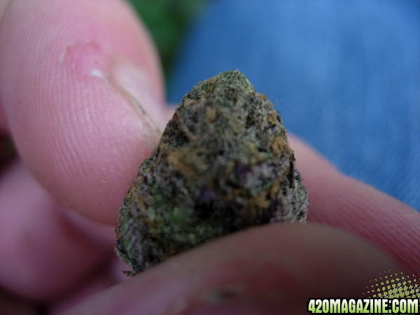 purple buds