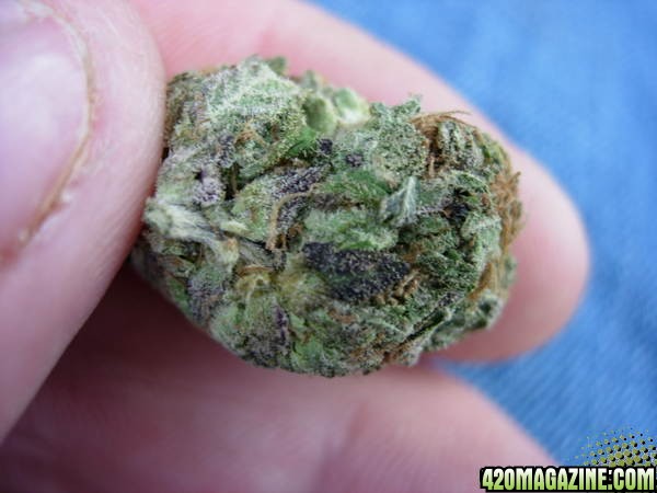 purple buds