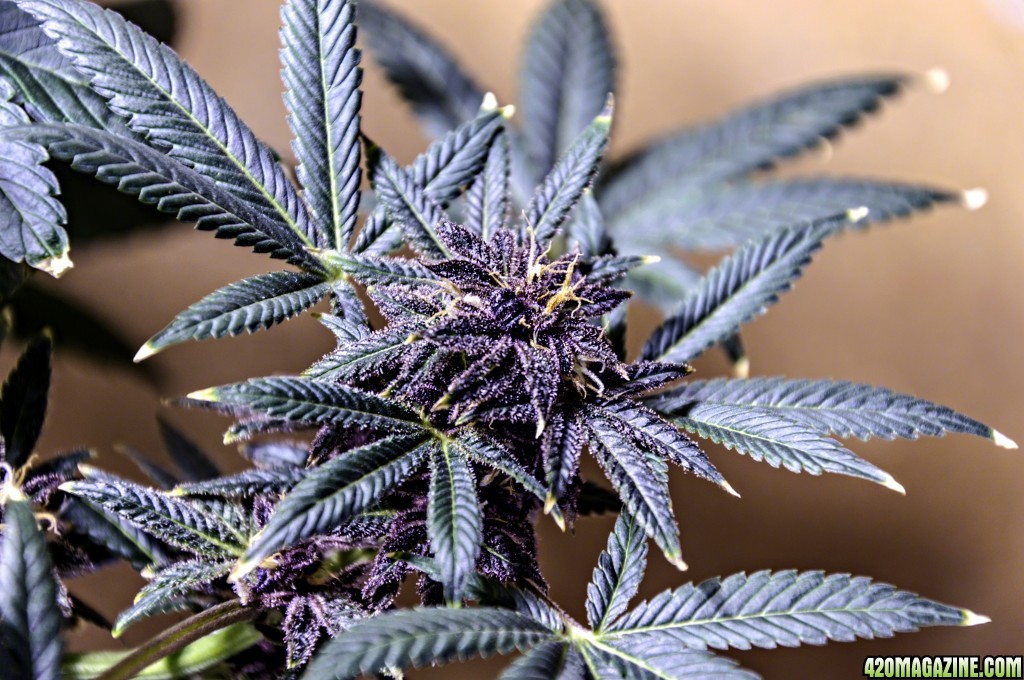 purple buds