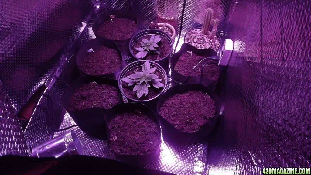 Purple Cheese 21days Group