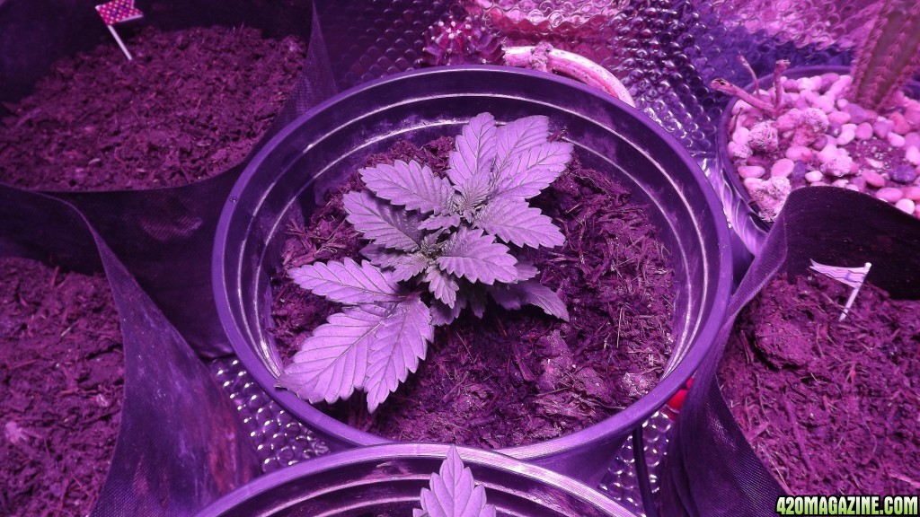 Purple Cheese 21days Topped