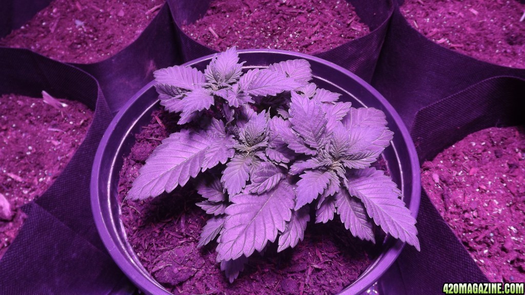 Purple Cheese 28days Topped