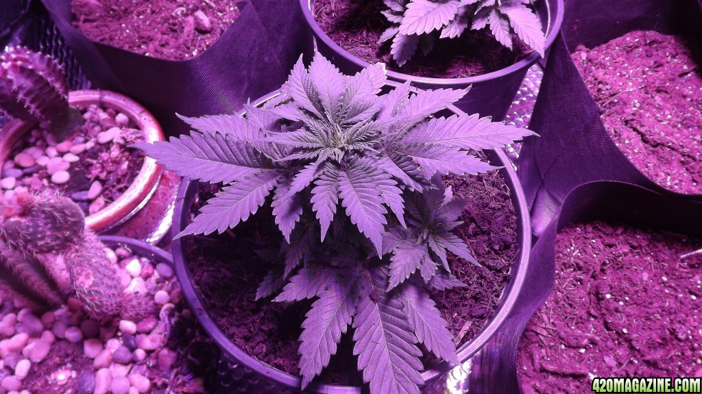 Purple Cheese 28days