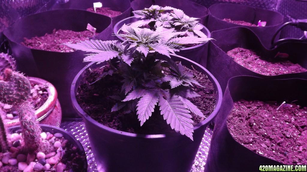 Purple Cheese 28days2