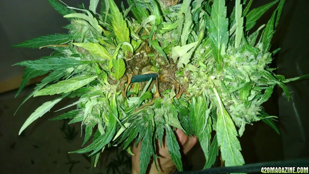 Purple Chemdawg infection