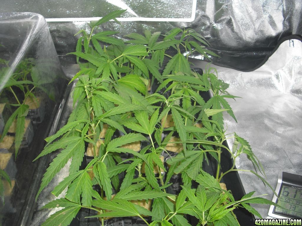 Purple Crack Clones