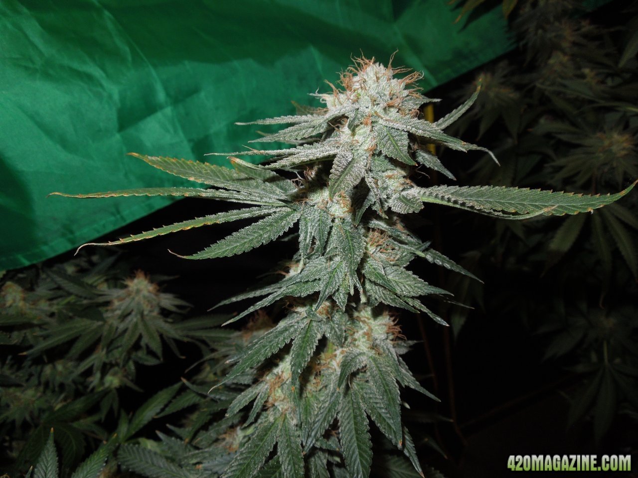 Purple D bud 4 at flip 58.jpg