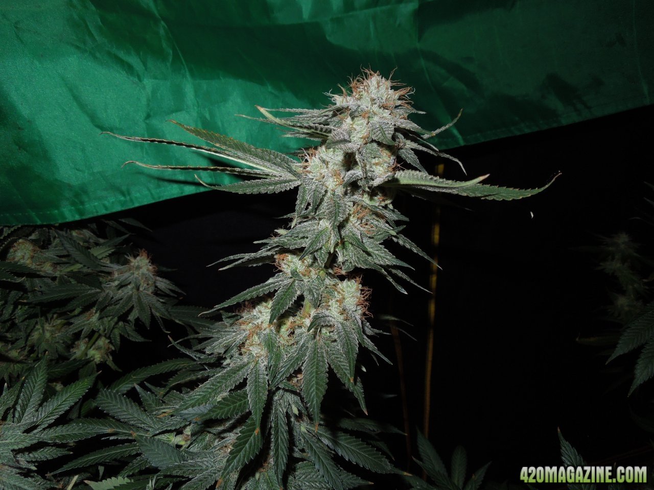 Purple D bud at flip 58.jpg