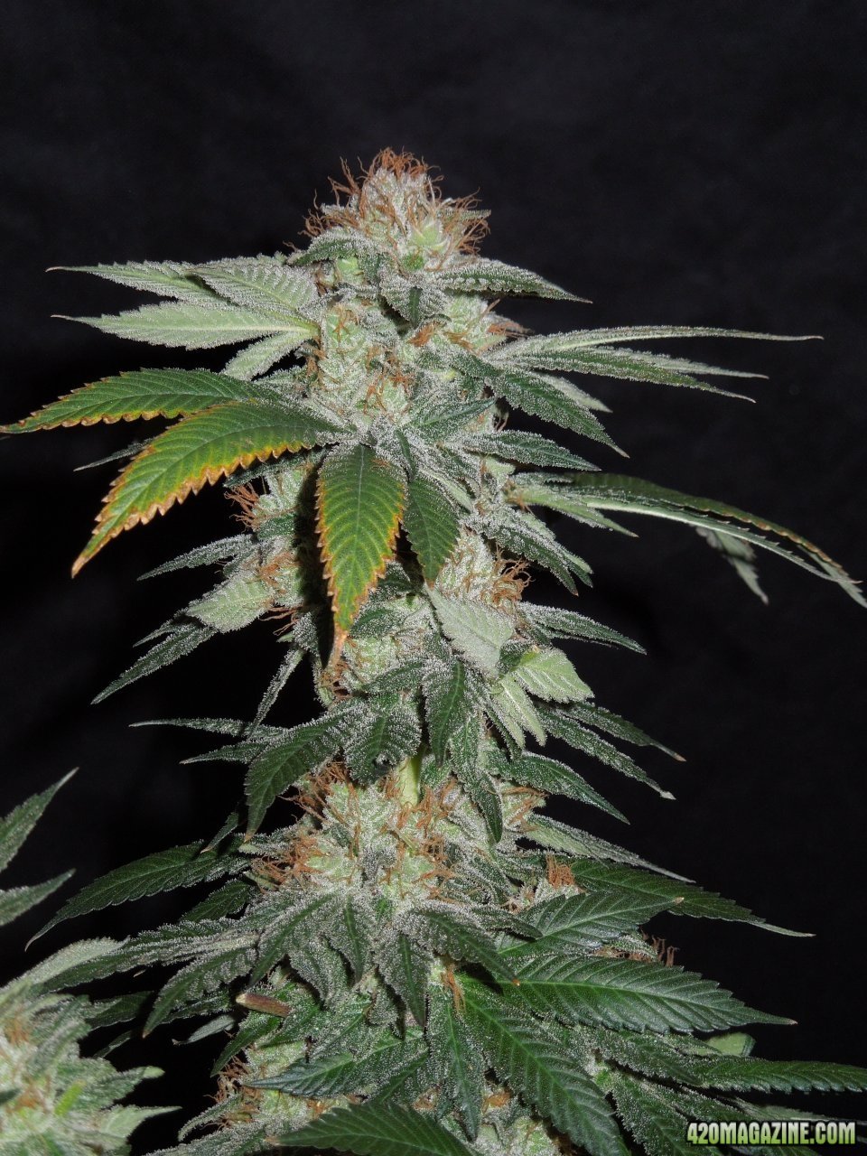 Purple D bud day 60.JPG