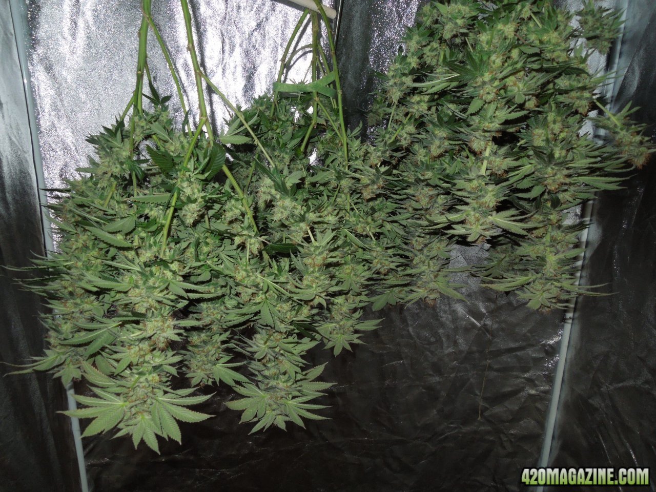 Purple D harvest day 60.JPG