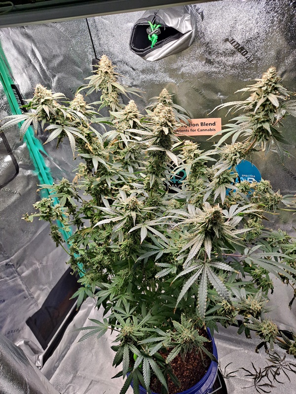 Purple Ghost Candy 07-19f.jpg