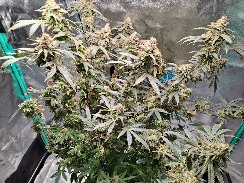 Purple Ghost Candy 07-28f.jpg