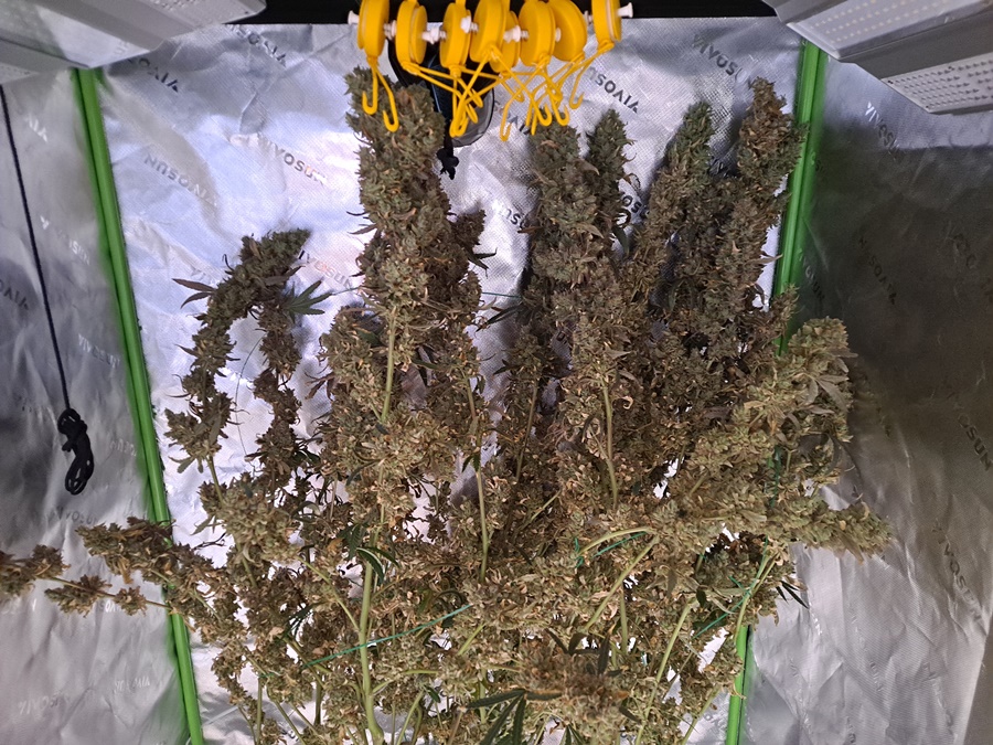 Purple Ghost Candy 08-16 Harvest day.jpg