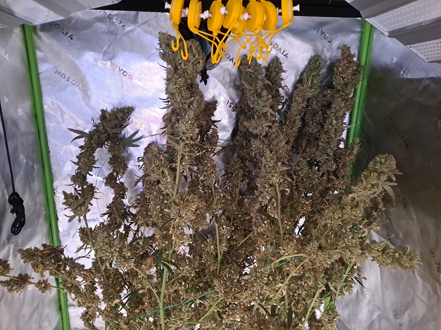 Purple Ghost Candy 08-16a Harvest day.jpg