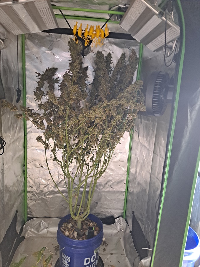 Purple Ghost Candy 08-16b Harvest day.jpg