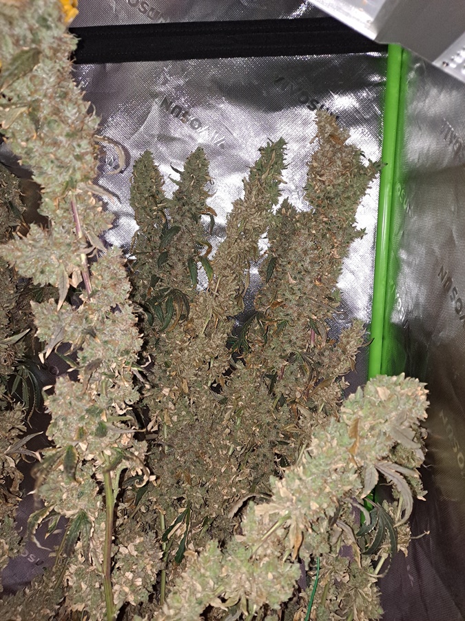 Purple Ghost Candy 08-17 Harvest day.jpg