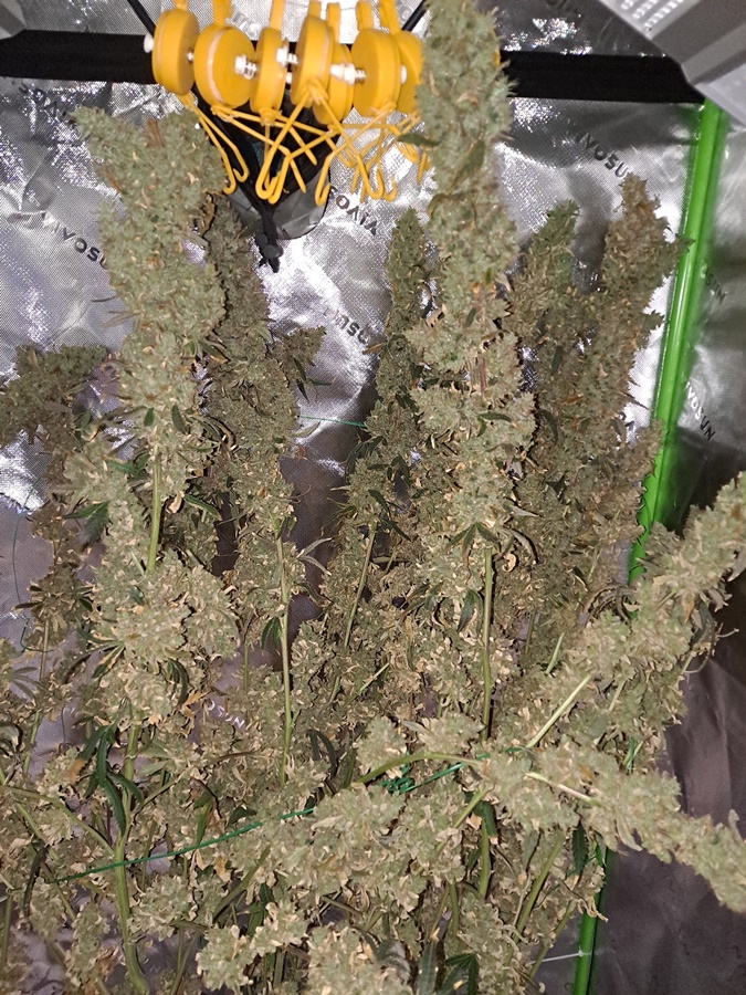 Purple Ghost Candy 08-17a Harvest day.jpg