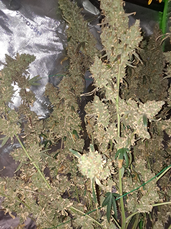 Purple Ghost Candy 08-17b Harvest day.jpg