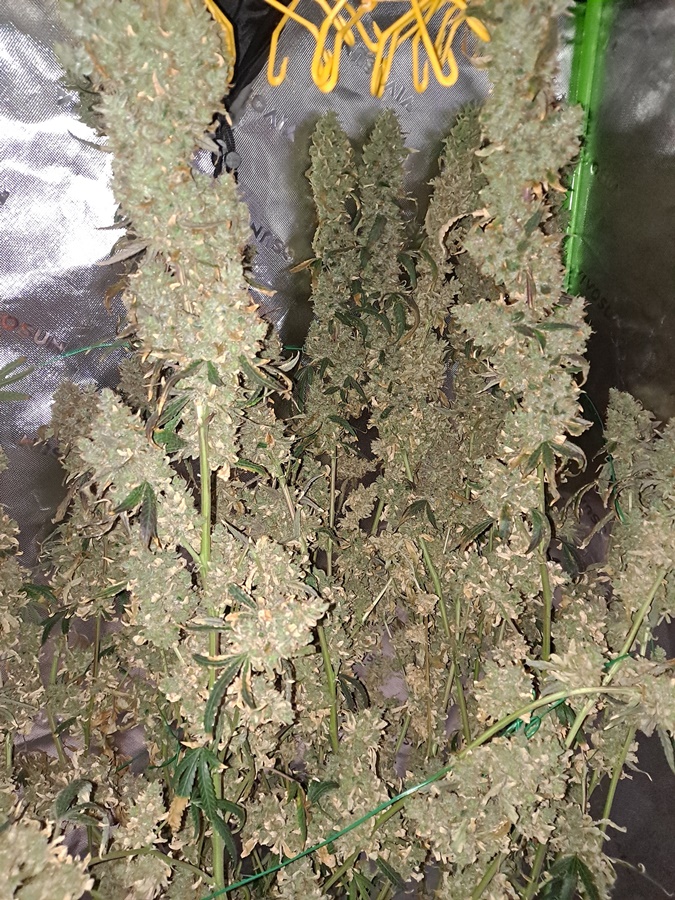 Purple Ghost Candy 08-17c Harvest day.jpg