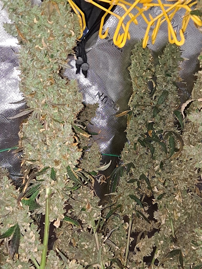 Purple Ghost Candy 08-17d Harvest day.jpg