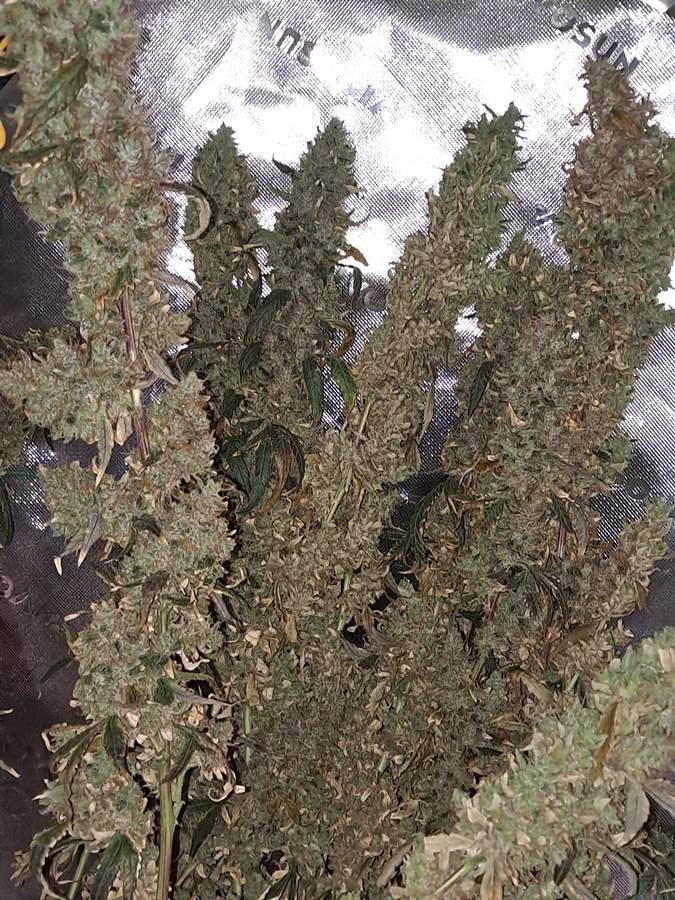 Purple Ghost Candy 08-17e Harvest day.jpg