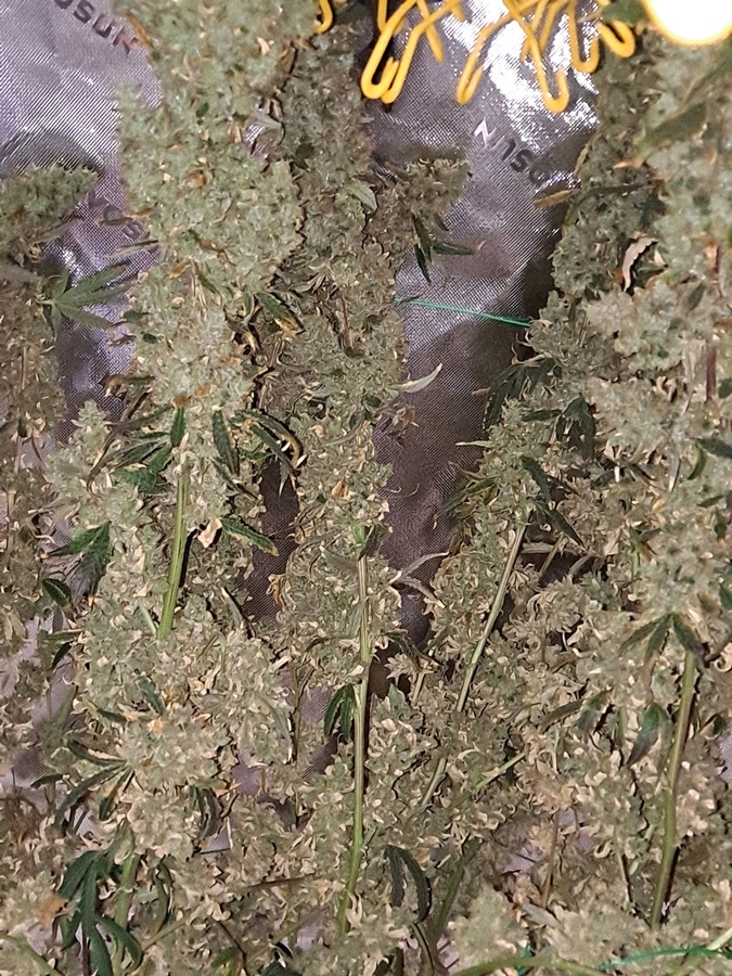 Purple Ghost Candy 08-17f Harvest day.jpg