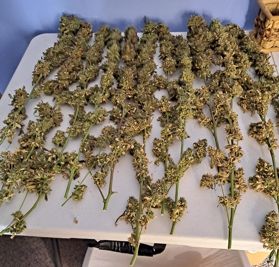 Purple Ghost Candy 08-17m Harvest day.jpg