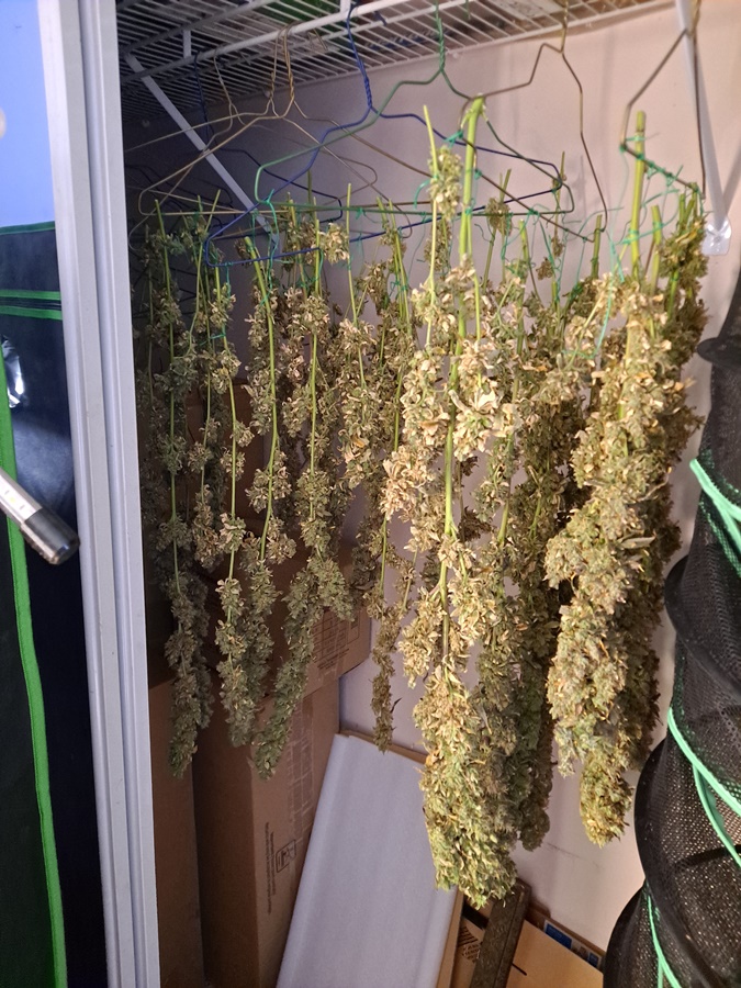 Purple Ghost Candy 08-17p Harvest day.jpg