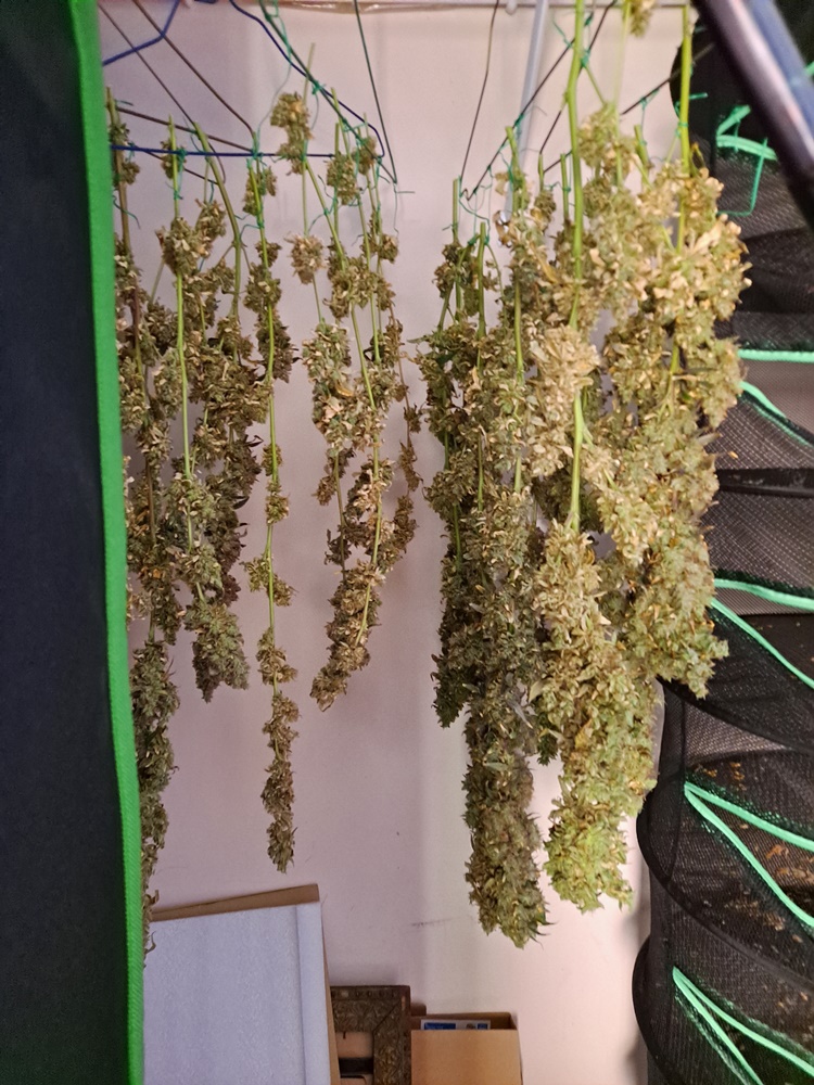 Purple Ghost Candy 08-17q Harvest day.jpg