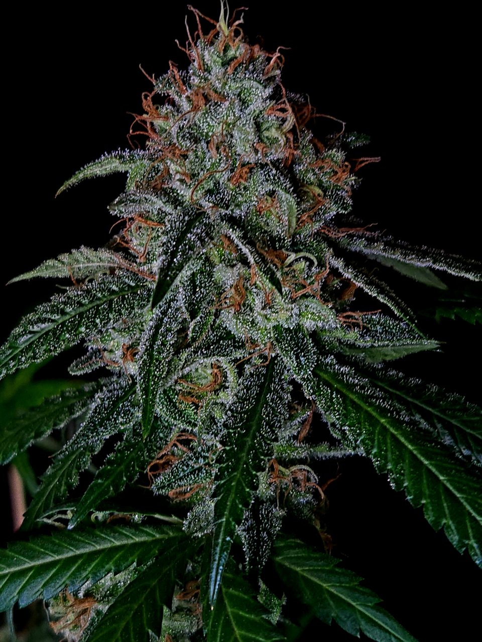 Purple Ghost Candy #1 56 days flowering, 116 days total
