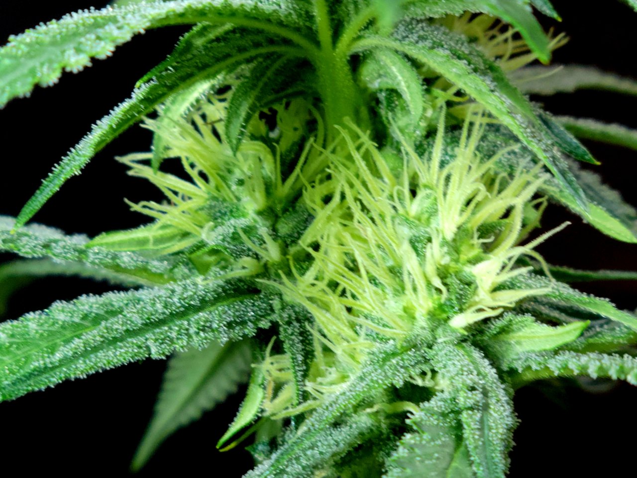 Purple Ghost Candy #1 day 25 flower, 85 days total