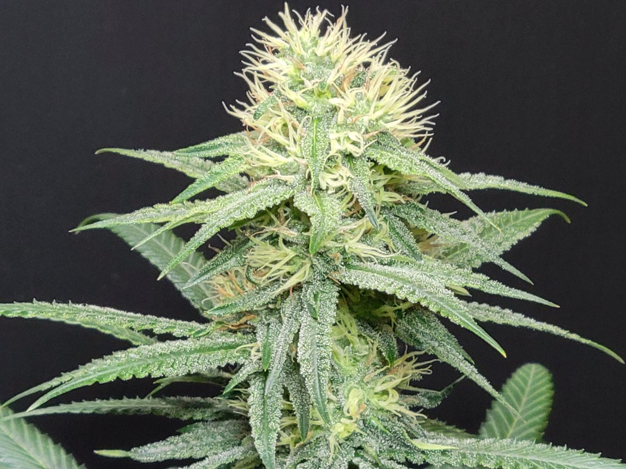 Purple Ghost Candy #1 day 32 flower, 92 days total